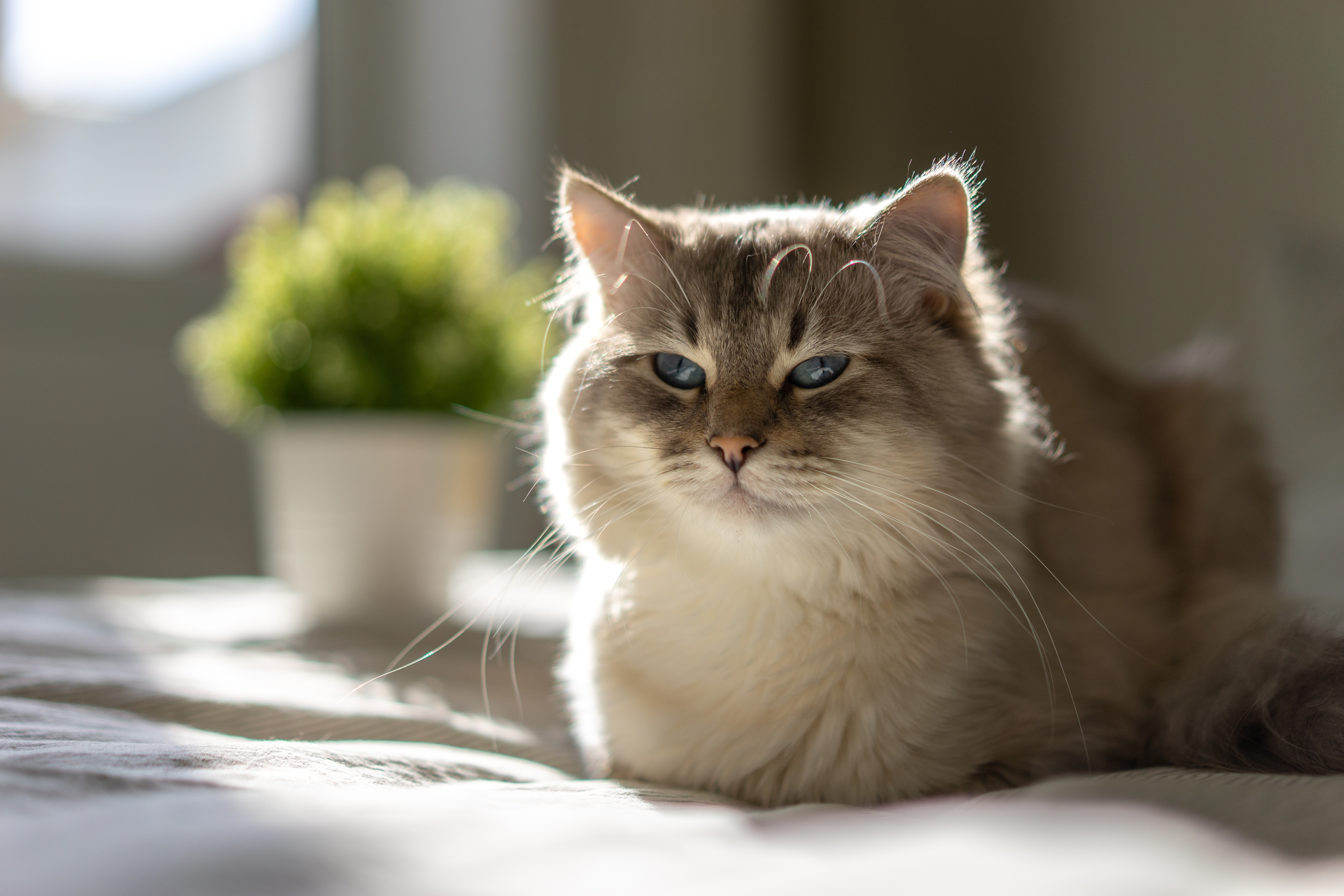 Gray-haired cat is sitting by the window enjoying sun