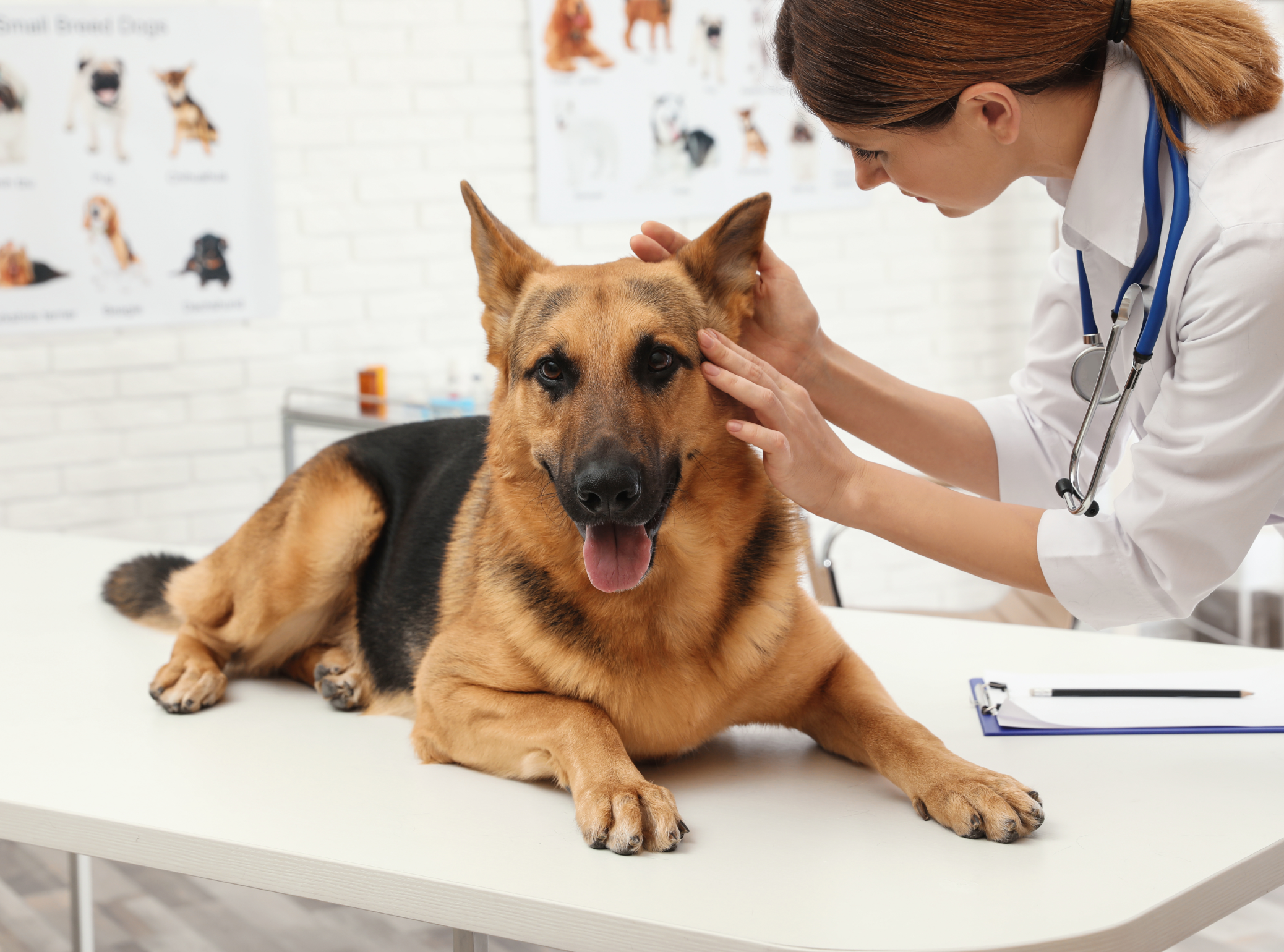 Vet checking up German Shepherd's ear