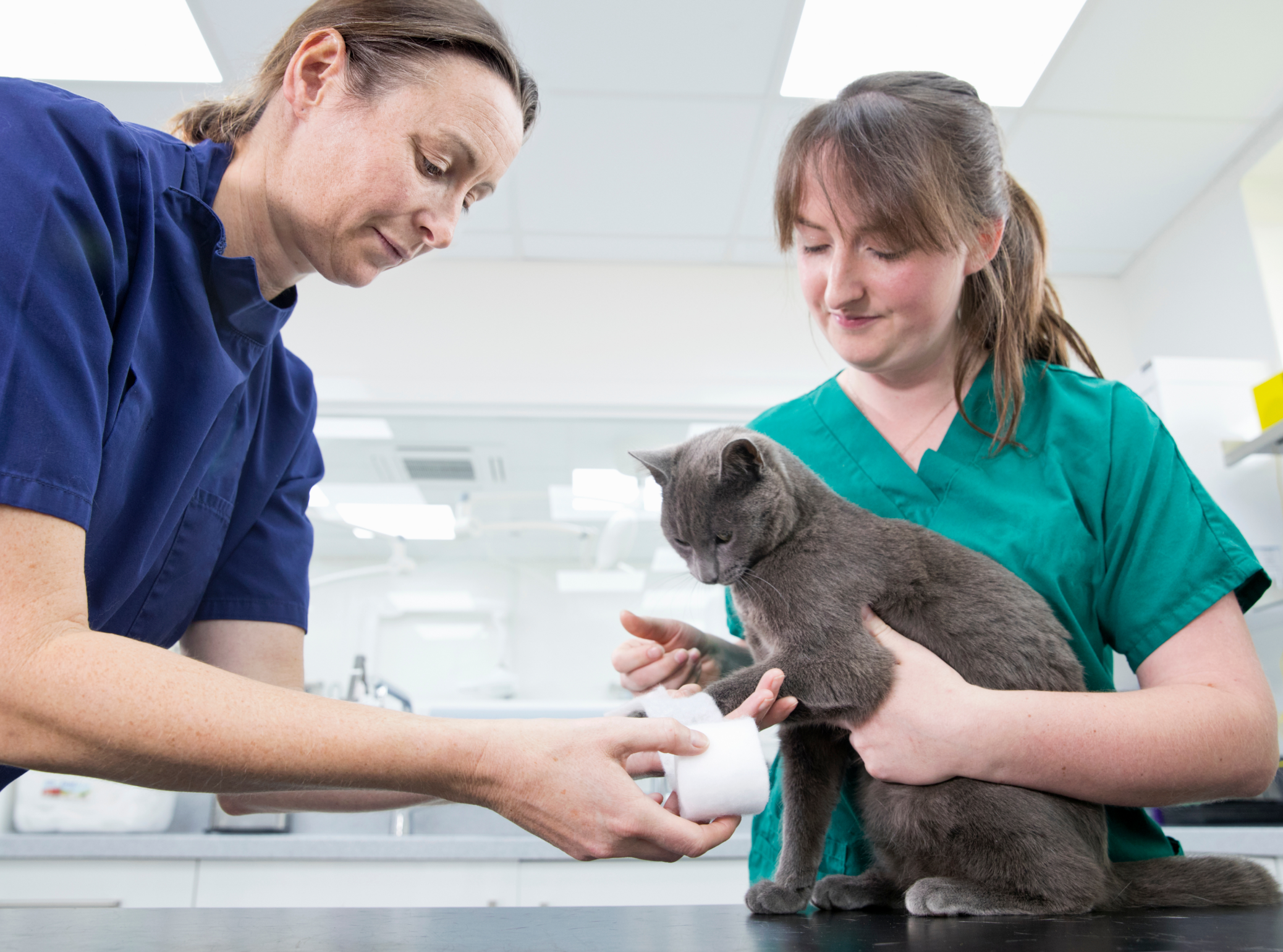 Two vets are treating a cat's wound on its front left paw