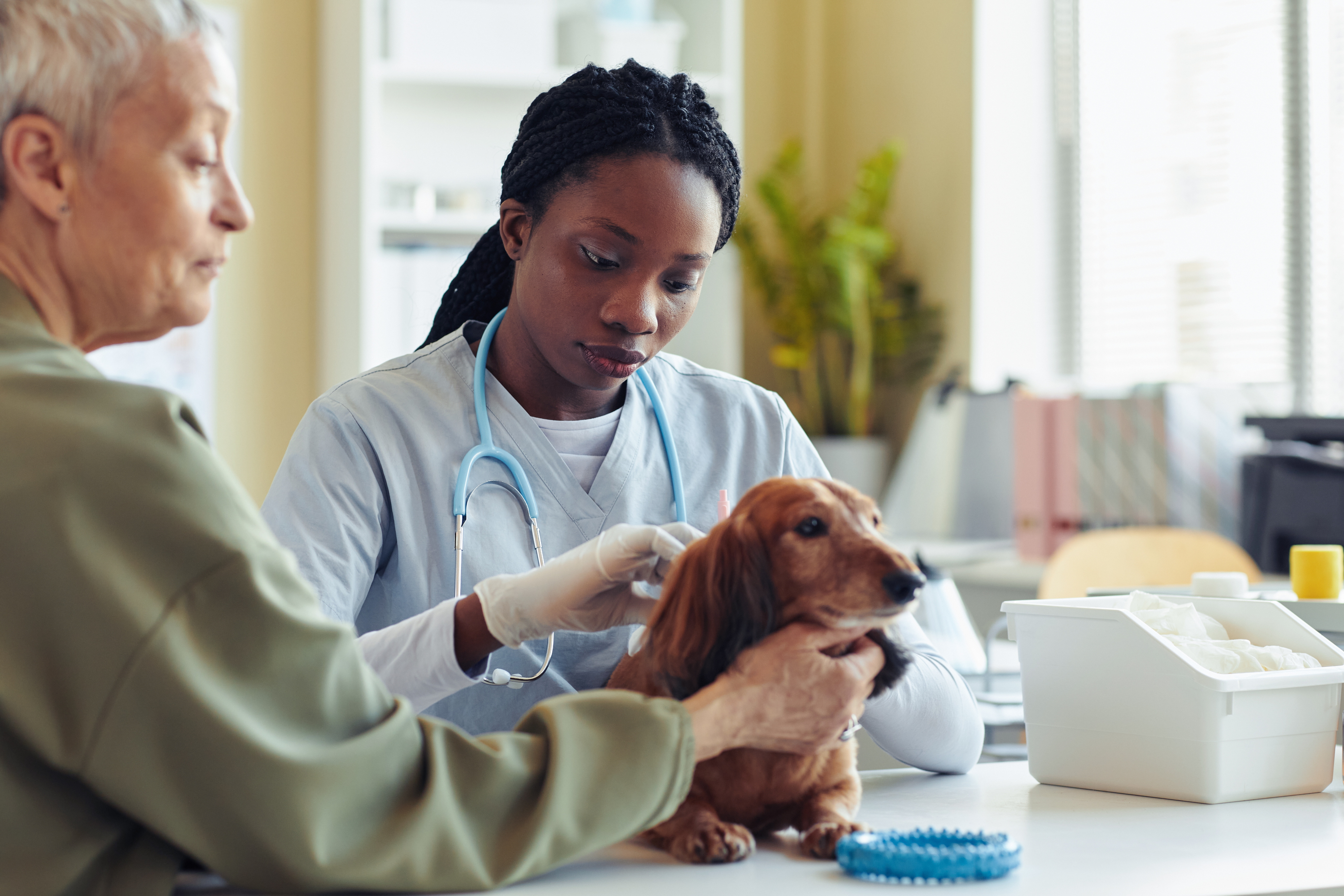 Veterinarian examining small brown dog with elderly woman