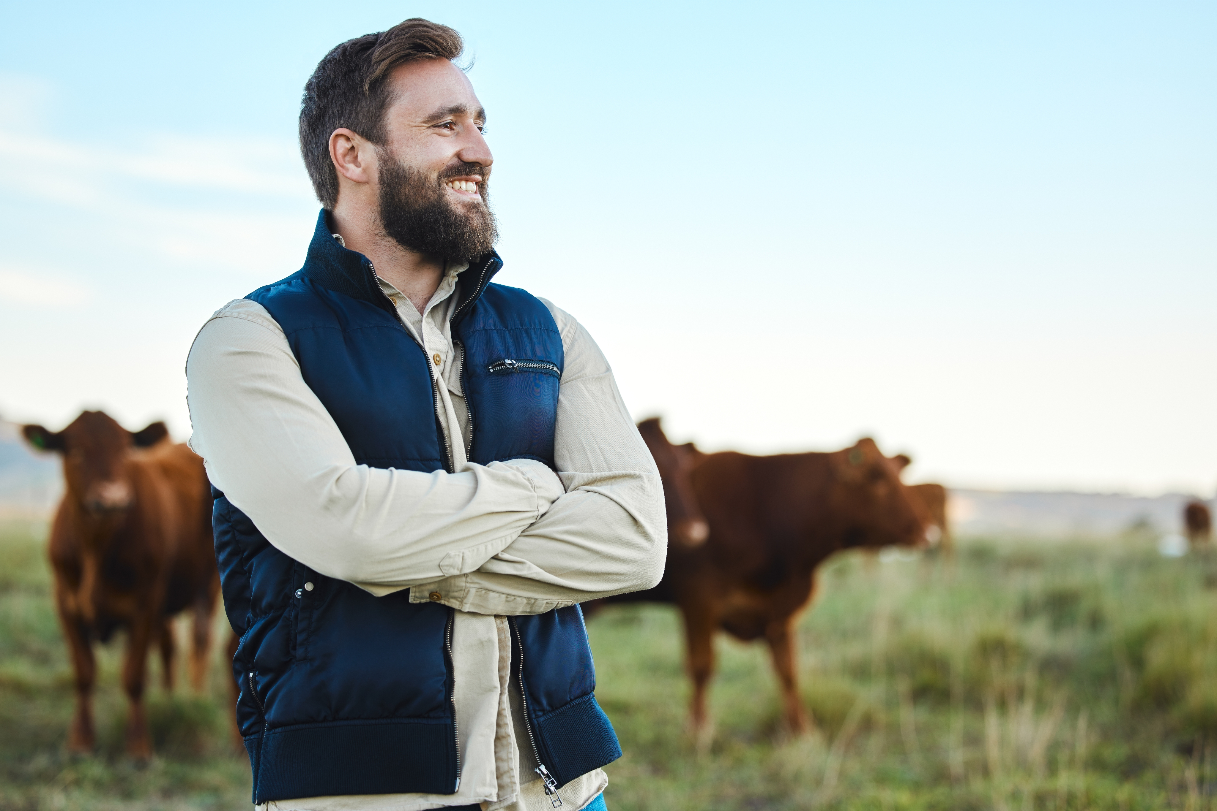 Bearded man standing in field with grazing cows