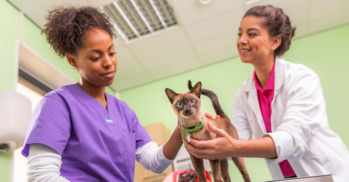 Veterinarians and Cat Two veterinarians examining a cat.
