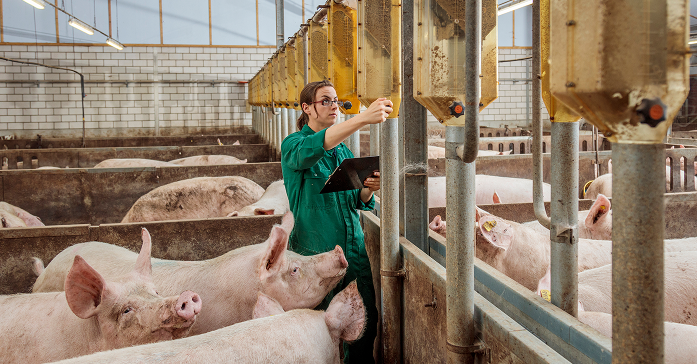 Person with tablet in pig barn