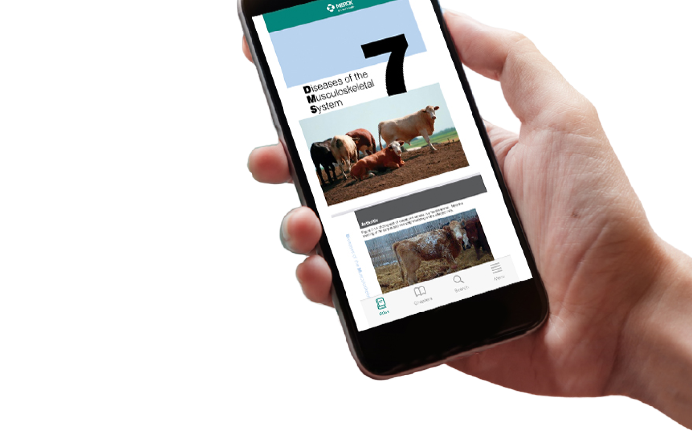 Hand holding a smartphone displaying a Merck Animal Healtj veterinary app with cattle health information