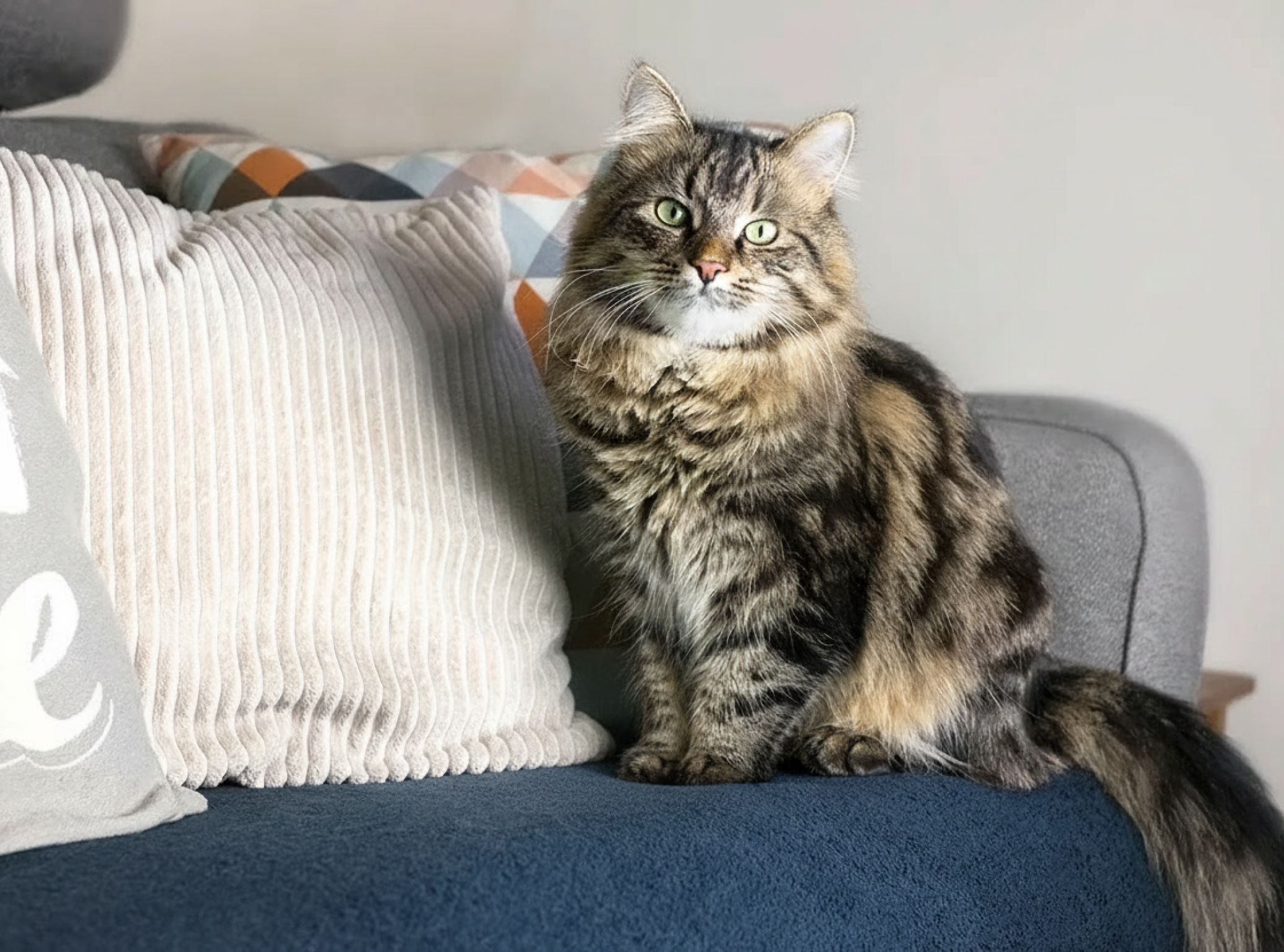 Fluffy tabby cat sitting on a sofa next to decorative pillows