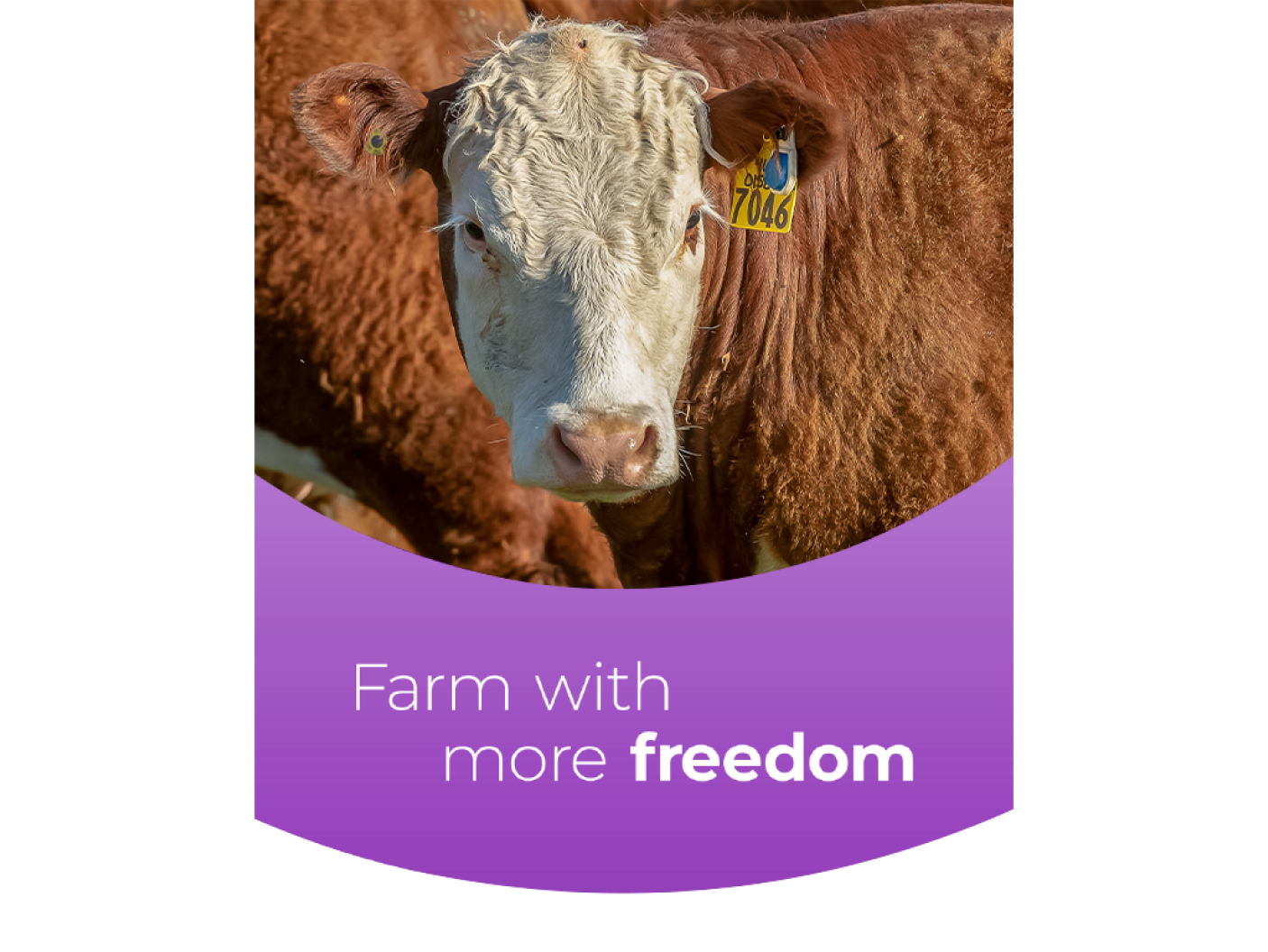 SenseHub Cow Calf with "Farm with more freedom" tagline