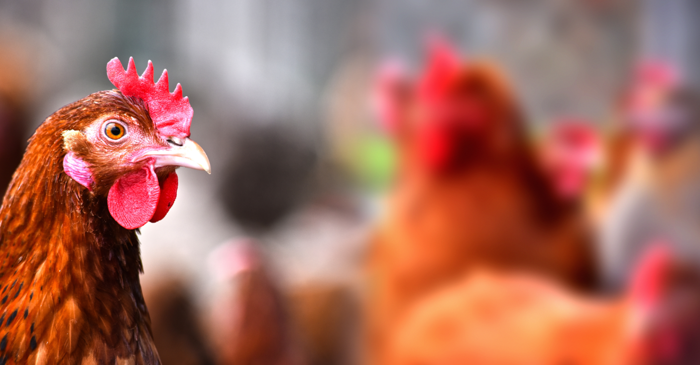 Close-up of a brown hen with a red comb and wattles, other chickens blurred in the background