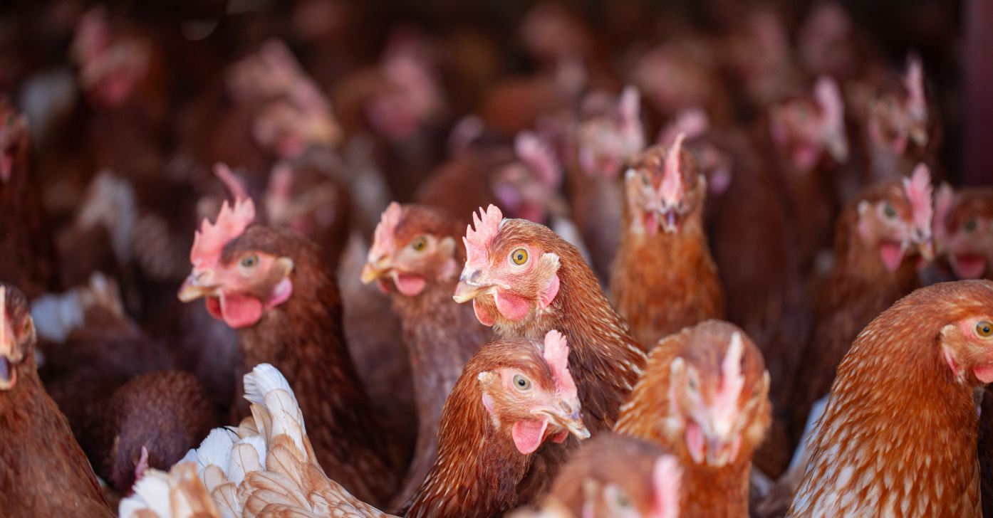 Brown hens in poultry house Group of brown laying hens inside a poultry house