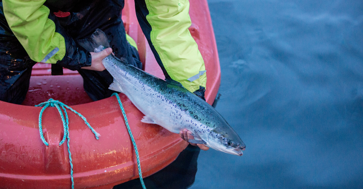 Aquaculture Fisherman holding a fish at the edge of his boat