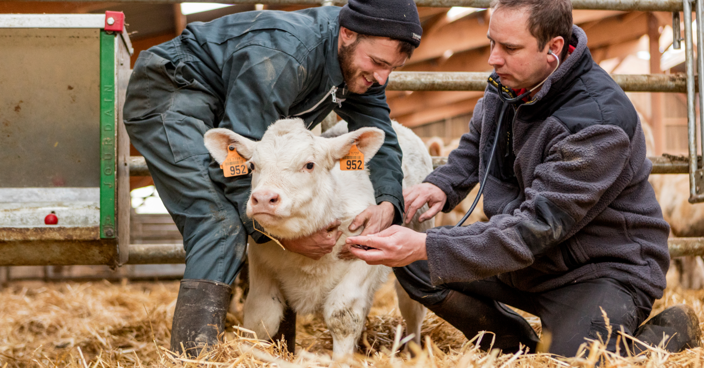 Two farm workers examine a young calf in a barn