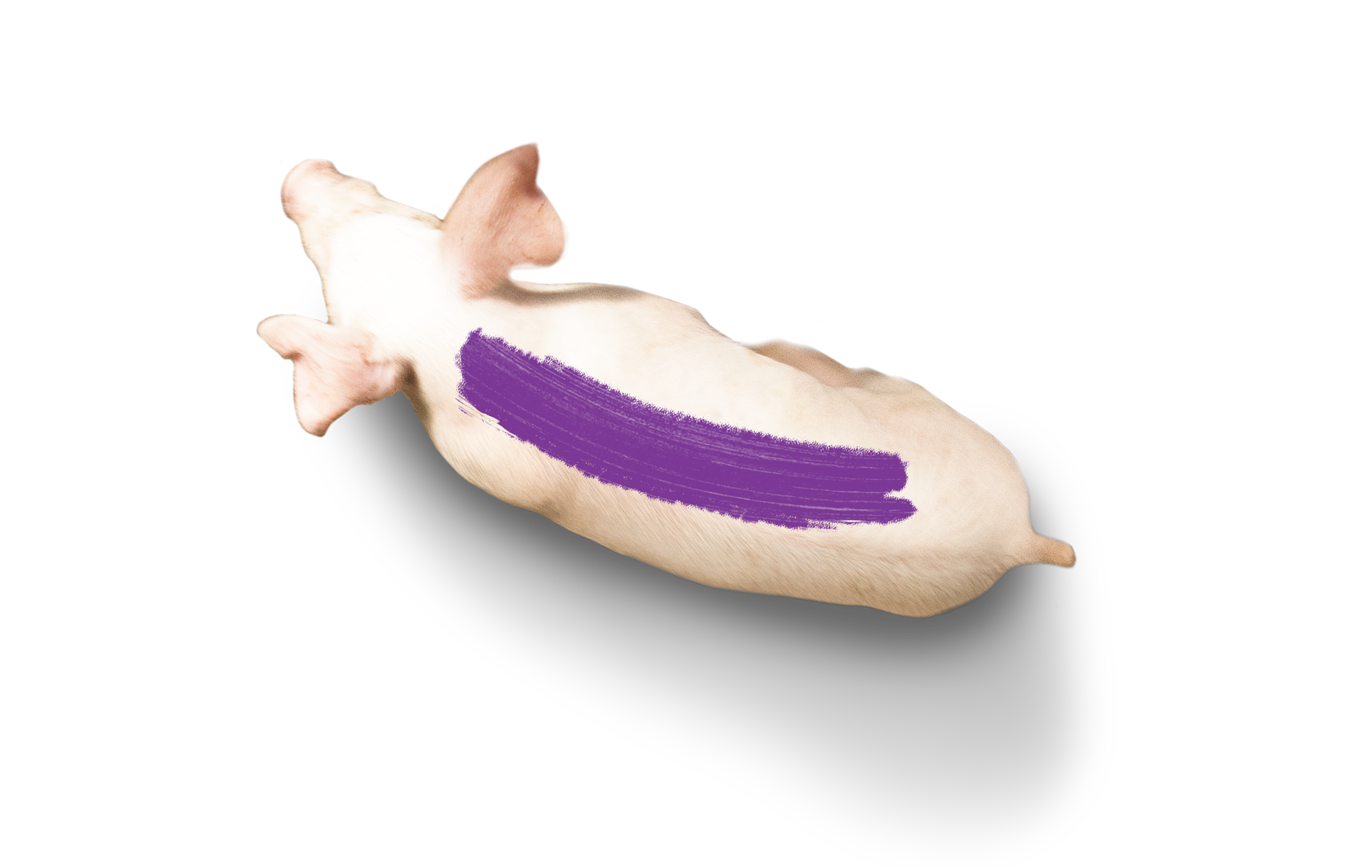circumvent-pig