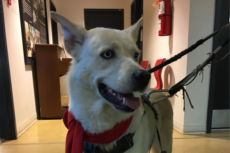 Pet dog and owner animal assistance program