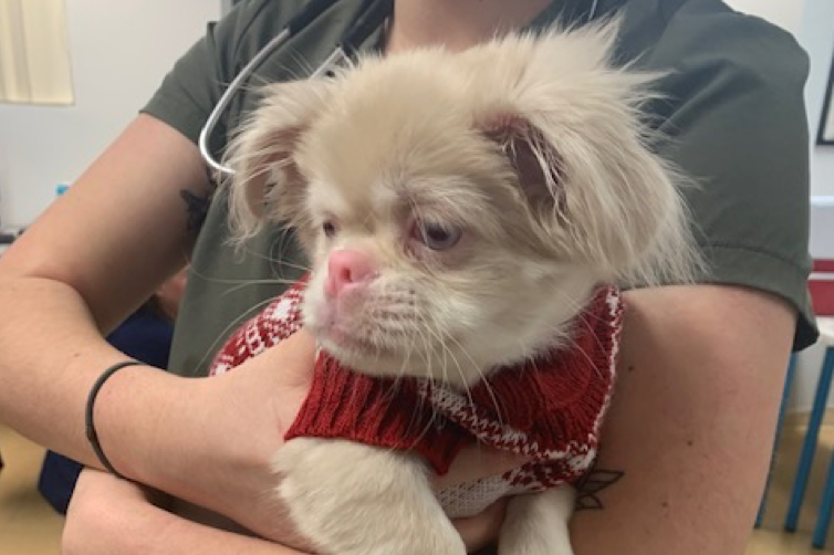 Pet dog and owner animal assistance program