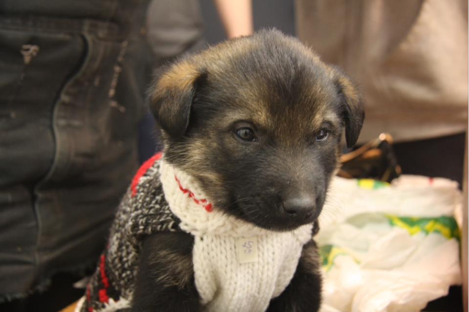 Pet dog and owner animal assistance program