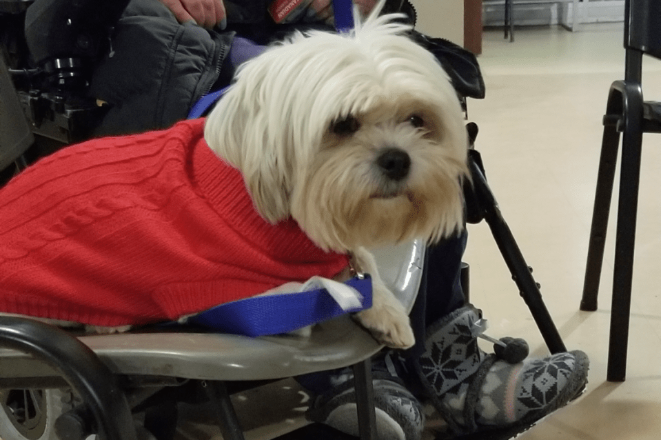 Pet dog and owner animal assistance program