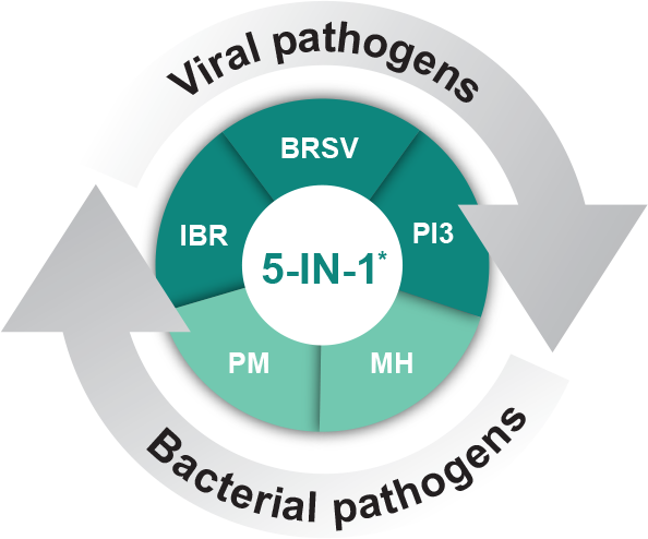 5-IN-1 protection against bovine respiratory disease