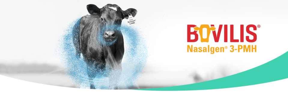 Image of a cow with Bovilis® Nasalgen® 3-PMH logo