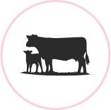 Icon of a cattle and her calf, circle by a pink outline