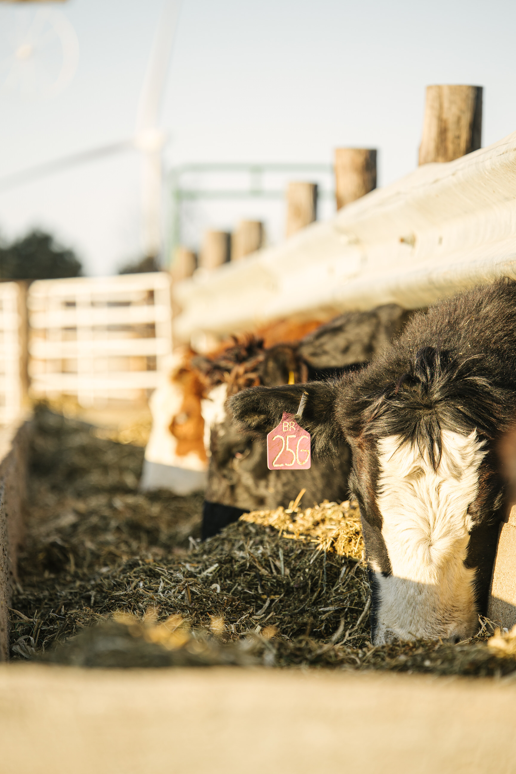 Photograph of a cattle grazing on food behind a fence