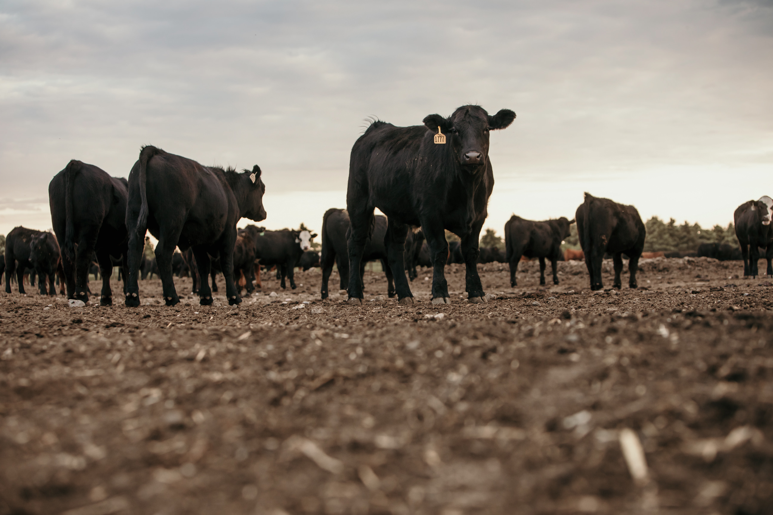 Photograph of cattle on a large grass field