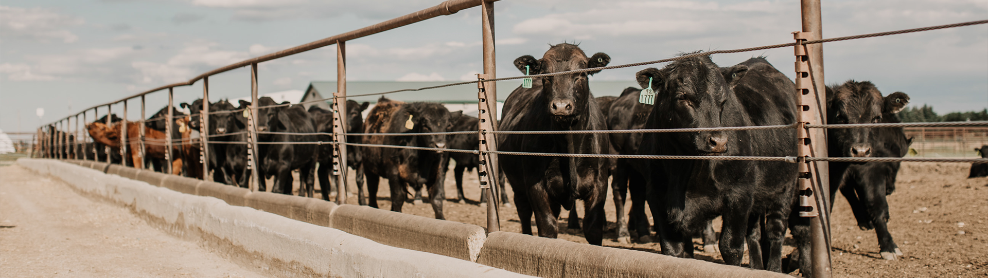 Herd of feedlot cattle