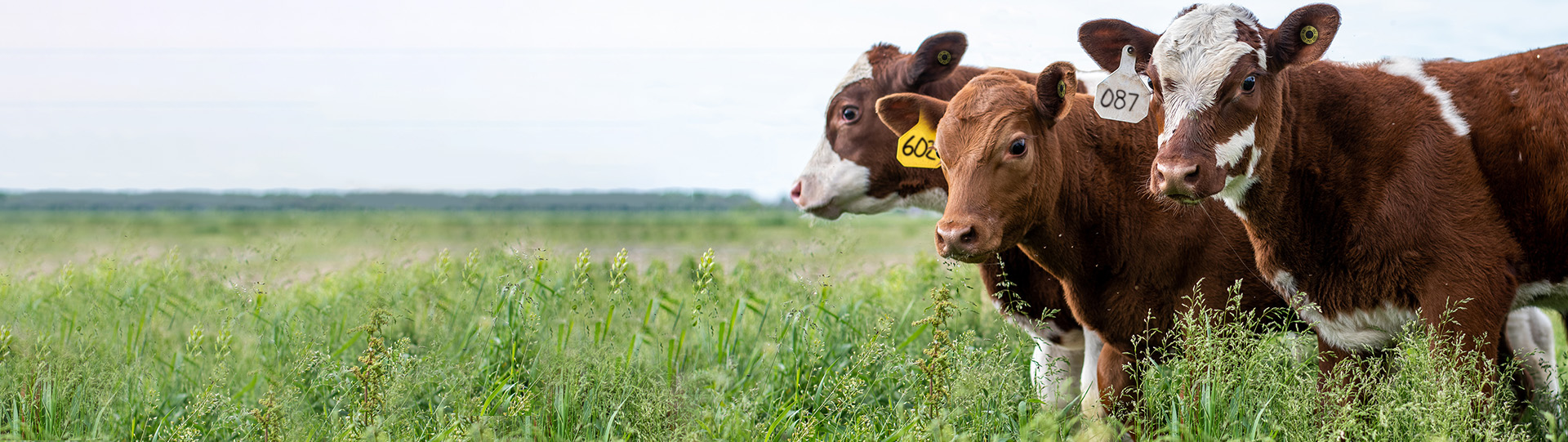 Tagged calves on a green grass field