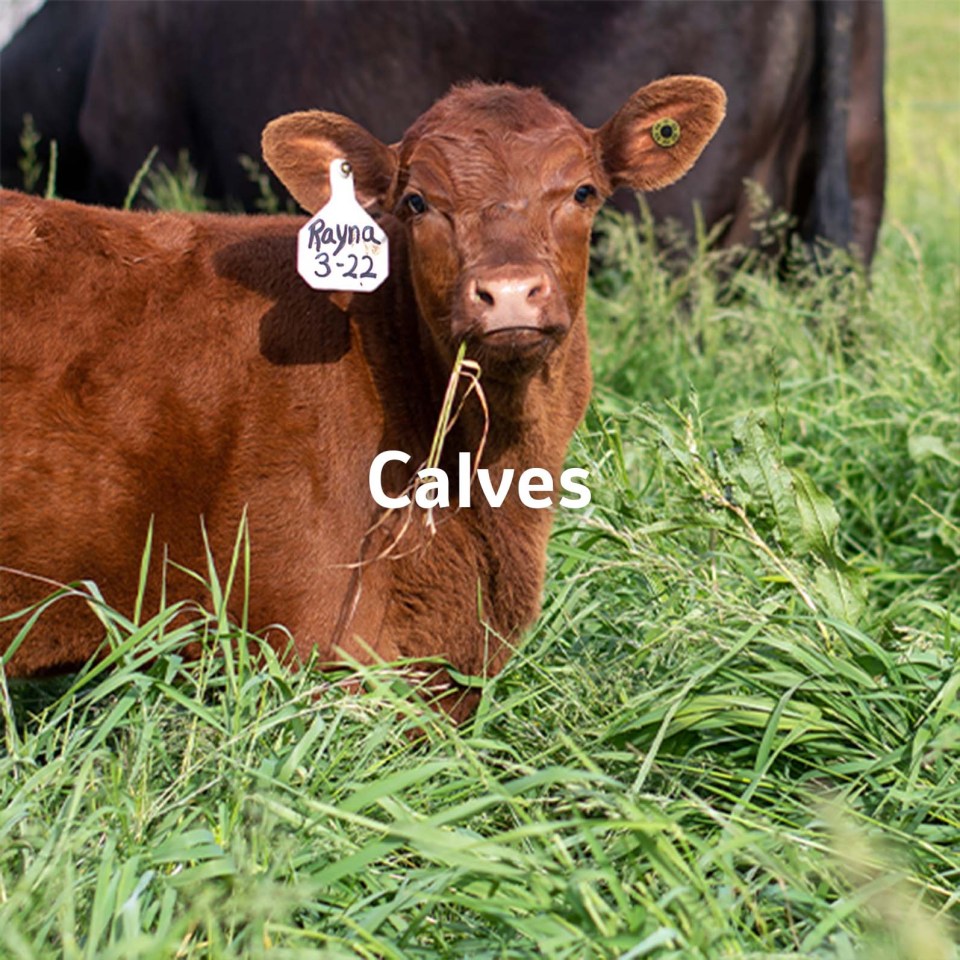 Beef calf on grass