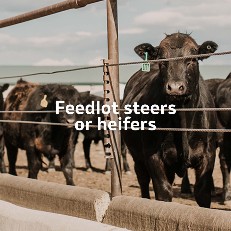 Feedlot cattle