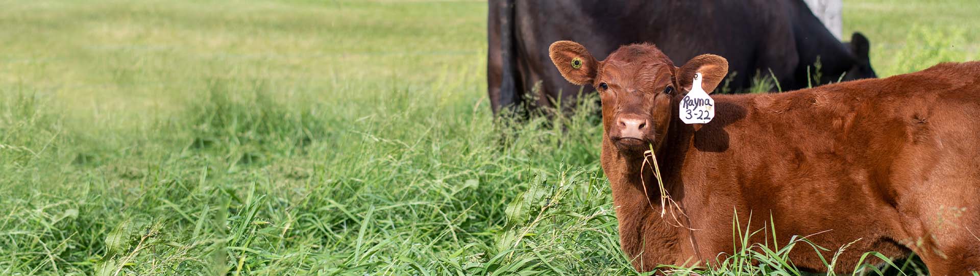 Beef calf on grass
