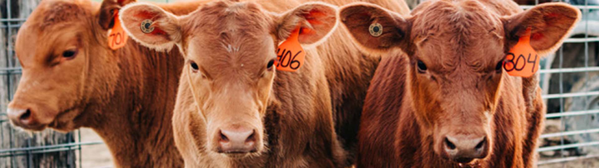 Close up of feedlot cattle