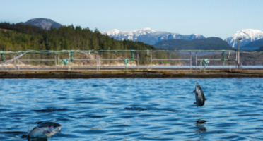 Salmon jumping out of water