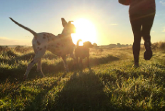 Person running with two dogs on a sunny day