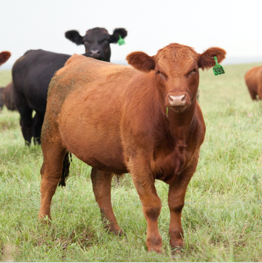 Healthy cattle in animal care and well-being program