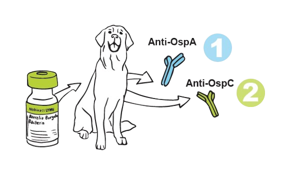 Illustration of Nobivac Lyme offering protection to a dog by inducing anti-OspA and Anti-OspC