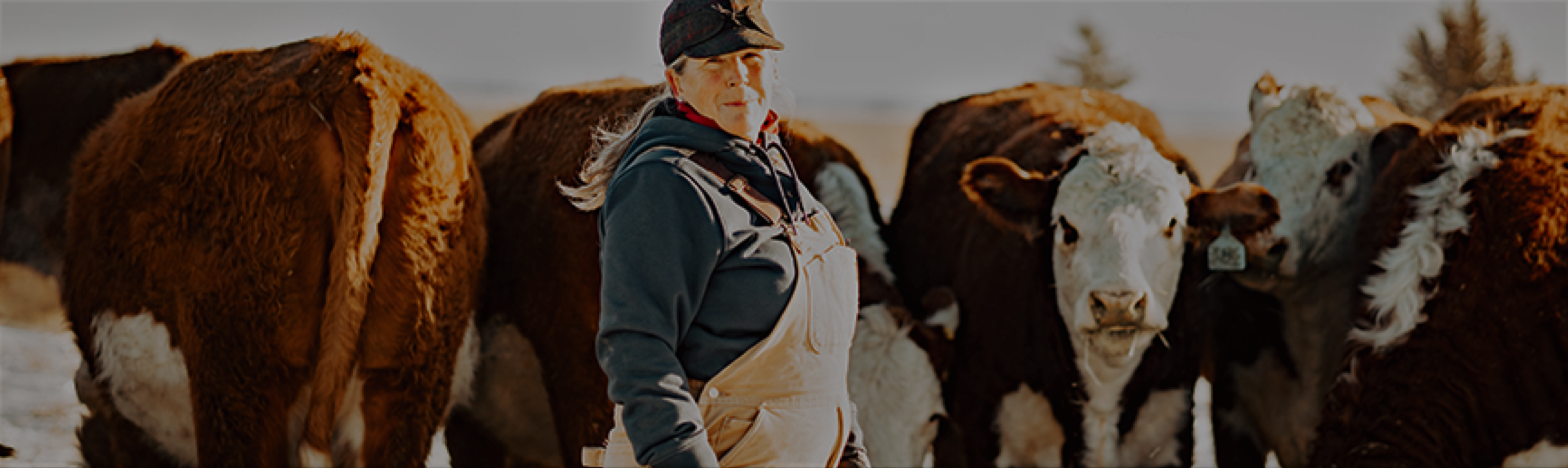 Cattle care and welfare