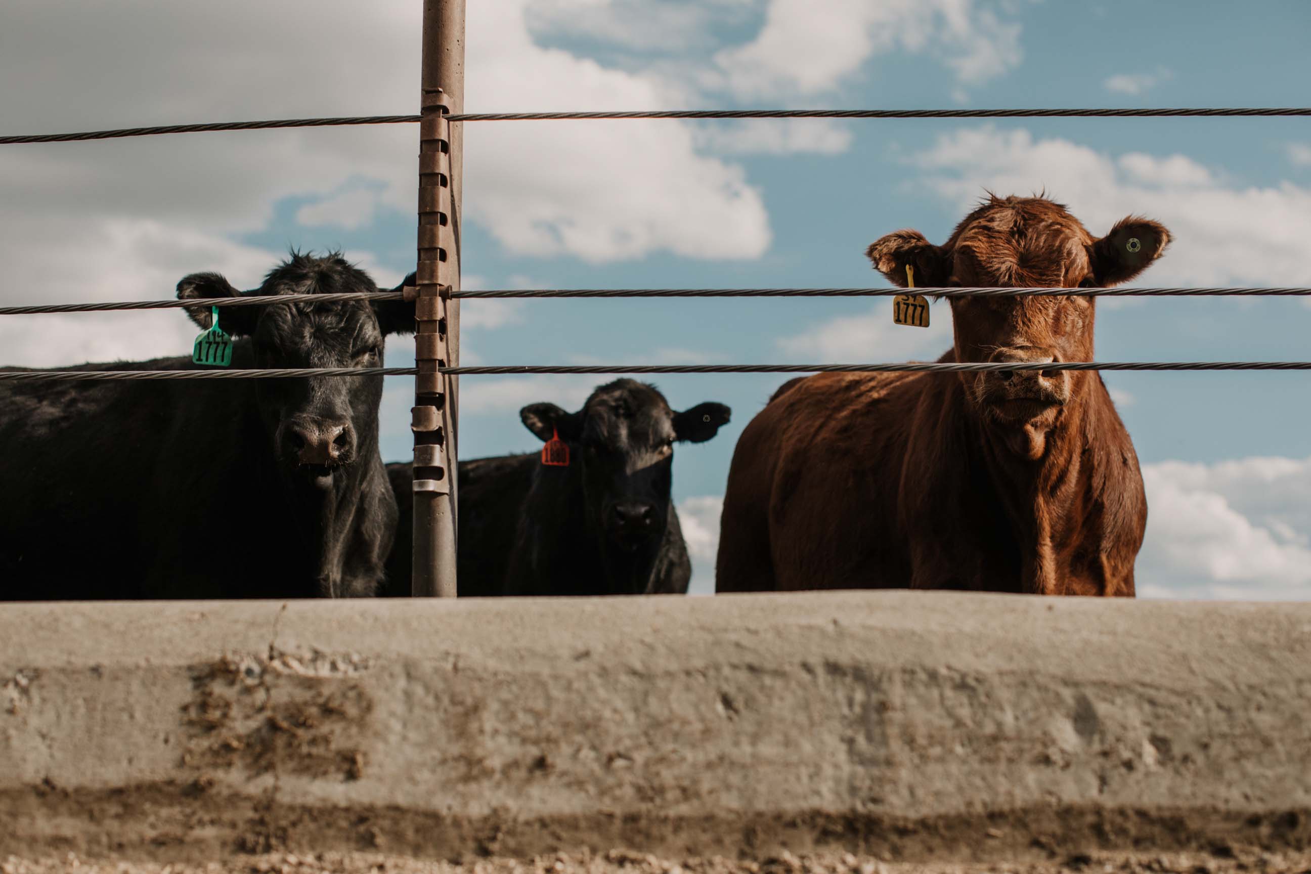 Photograph of cattles standing behind a fence with cloudy blue sky background