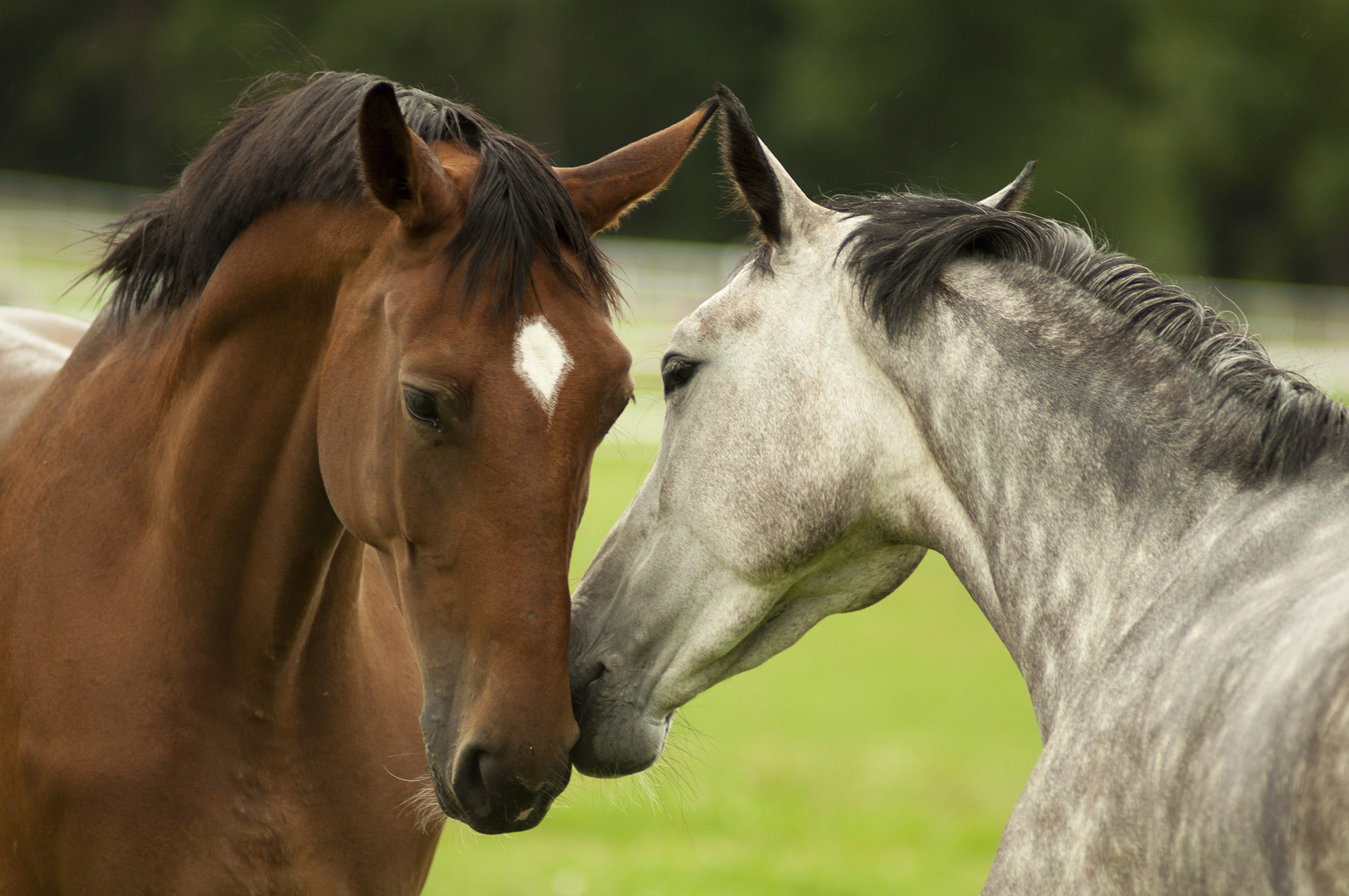 Two horses affectionately nuzzle each other with their noses