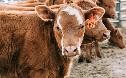 A group of brown cows standing in a pen.