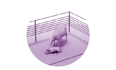 Illustration of a dairy cow and a calf laying on the ground