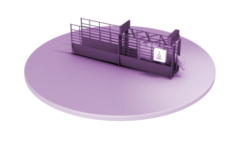 Illustration of a dairy cow in a squeeze chute to gently hold cattle in place to reduce stress