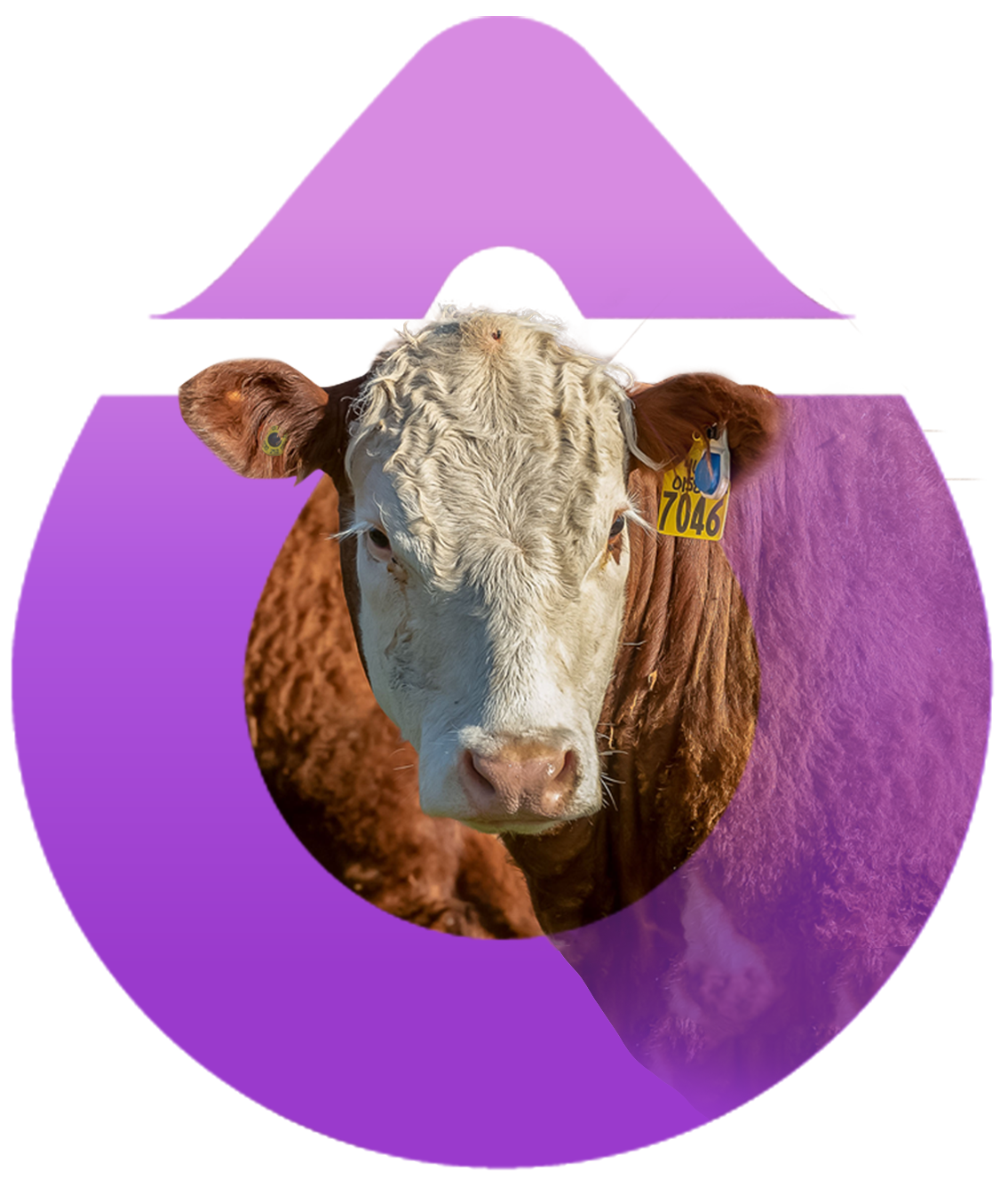 SenseHub® Cow Calf