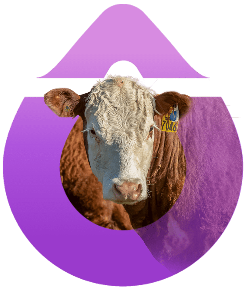 Photograph of a cow inside a purple teardrop shape