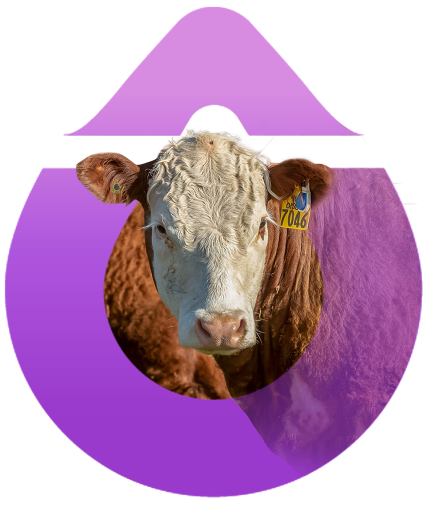 Photograph of a cow inside a purple teardrop shape