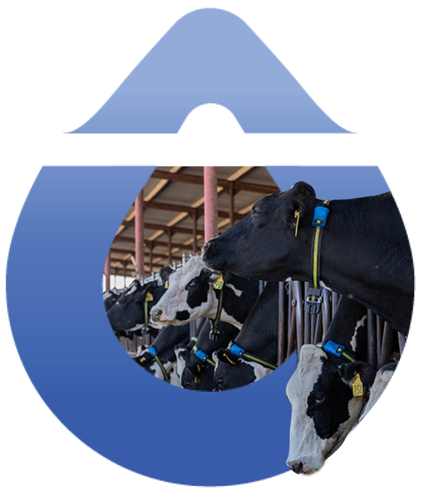 Dairy cows in a blue tear drop shape 