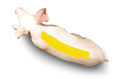 Photograph of a pig with a yellow line on it's back