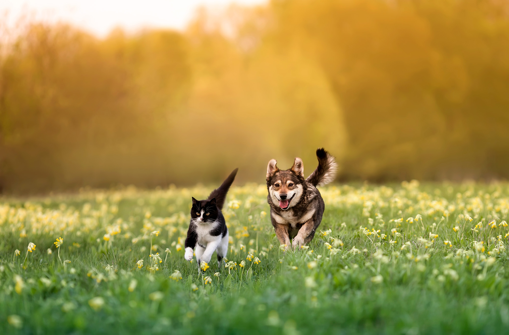 A cat and a dog joyfully frolic together amidst vibrant flower-filled grass.