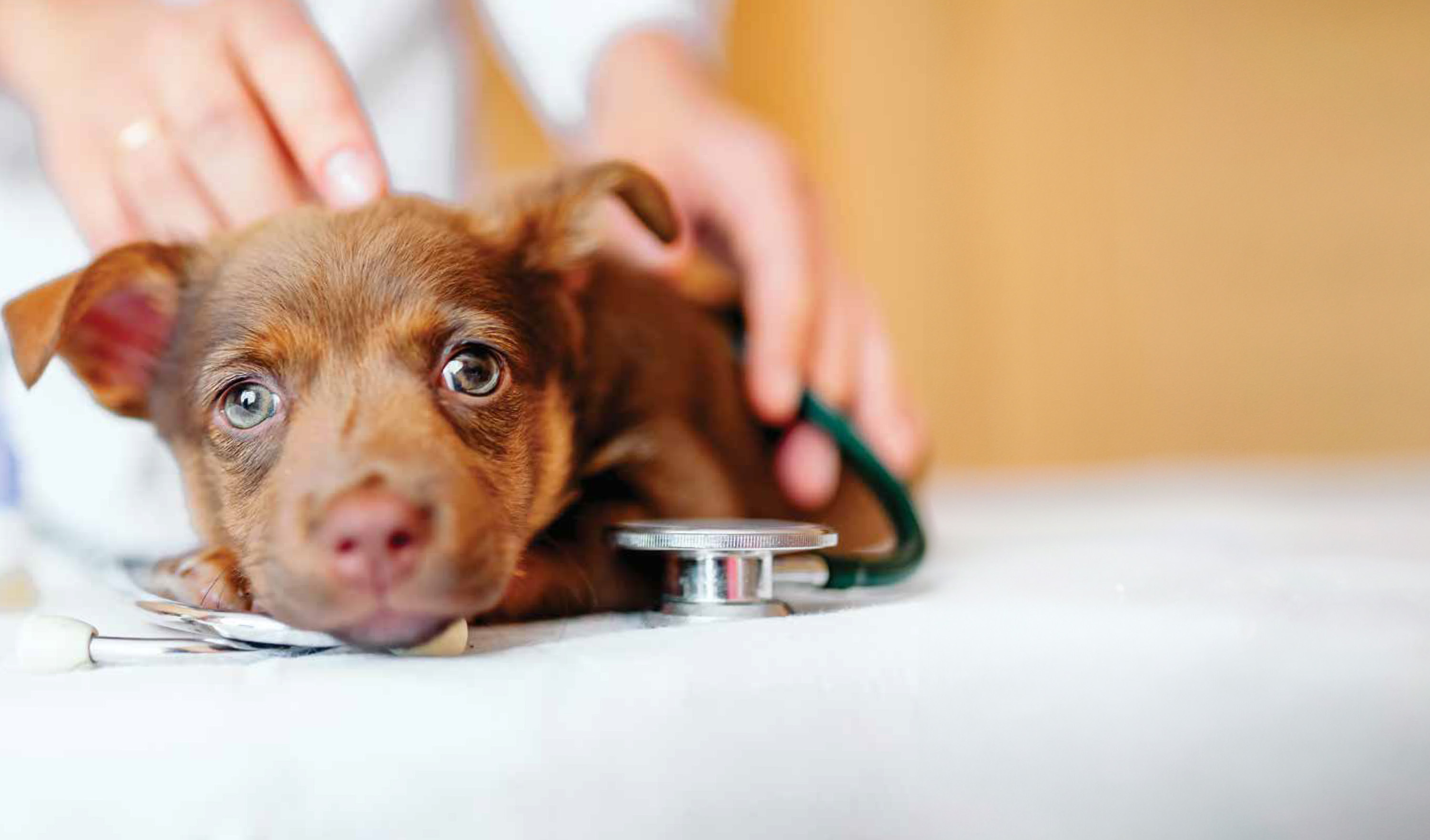 A dog laying on a table while a veterinarian is checking it's heartbeat with a stethoscope