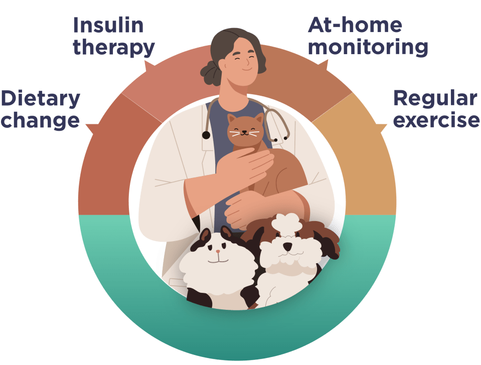 Image of a veterinarian and companion animals. Just like humans, dogs and cats can also develop diabetes. Certain pets are at greater risk of the disease. Keep an eye on the signs.