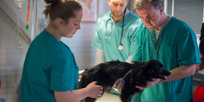 A veterinarian examining a dog's heartbeat at a veterinarian clinic.