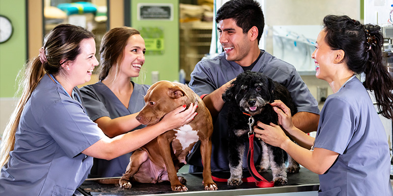 Four veterinarian colleagues, examining dogs at a veterinarian clinic.